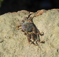 Grapsus albolineatus