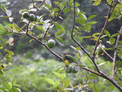 Psilopogon franklinii