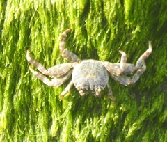 Grapsus albolineatus