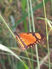 Acraea