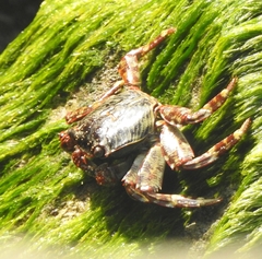Grapsus albolineatus