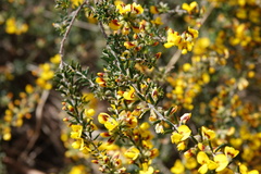 Aotus ericoides