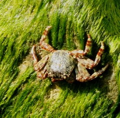 Grapsus albolineatus