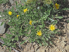 Arctotis arctotoides