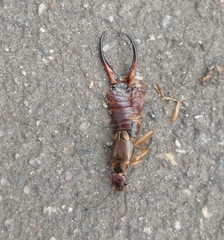 Forficula auricularia