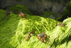 Grapsus albolineatus