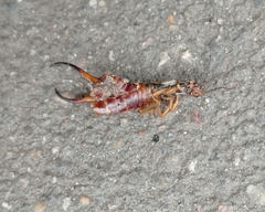 Forficula auricularia