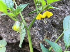 Physalis philadelphica