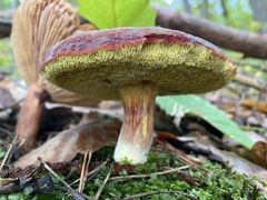 Xerocomellus pruinatus