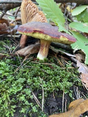 Xerocomellus pruinatus