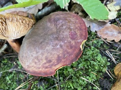 Xerocomellus pruinatus