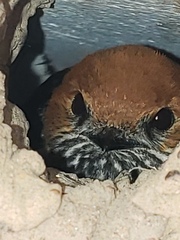 Cecropis abyssinica