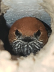Cecropis abyssinica