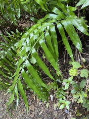 Asplenium oblongifolium