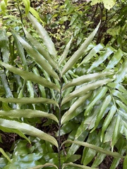 Asplenium oblongifolium