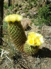 Coryphantha erecta