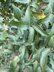 Pistacia atlantica
