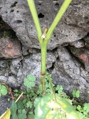 Physalis philadelphica