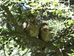 Strix occidentalis lucida