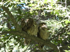 Strix occidentalis lucida