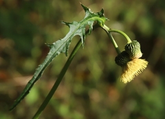 Cirsium erisithales
