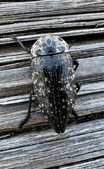 Capnodis