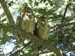 Strix occidentalis lucida