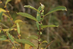 Salix appendiculata
