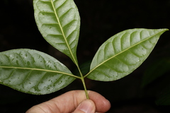 Melicope broadbentiana