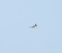 Thalasseus bengalensis