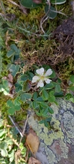 Potentilla montana