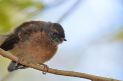 Rhipidura fuliginosa fuliginosa