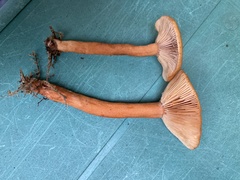 Lactarius rufulus