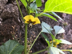 Physalis philadelphica