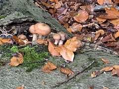 Armillaria ostoyae