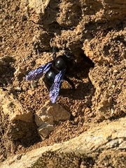 Xylocopa