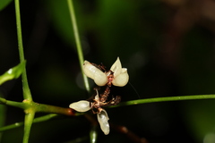 Melicope broadbentiana