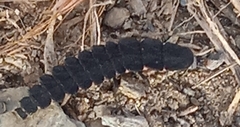 Nyctophila reichii