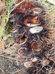 Banksia serrata