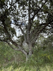 Banksia serrata