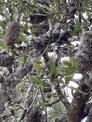 Banksia serrata