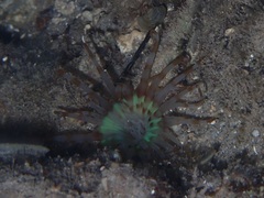 Isarachnanthus