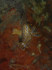Polycera atra