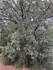 Quercus douglasii