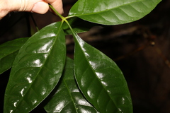 Melicope broadbentiana