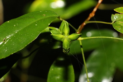 Melicope broadbentiana