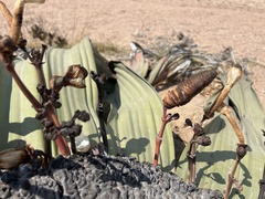 Welwitschia mirabilis