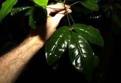 Melicope broadbentiana