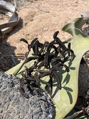 Welwitschia mirabilis image