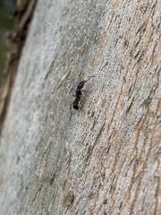 Rhytidoponera aspera